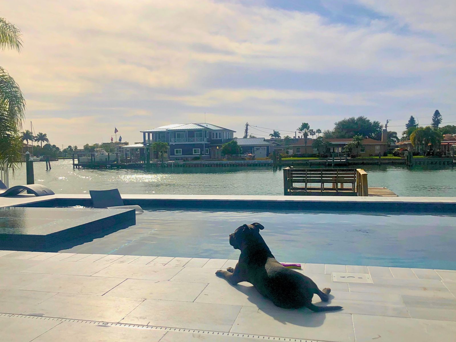 A dog relaxes by the poolside, overlooking a tranquil waterfront scene with houses and palm trees in the background.
