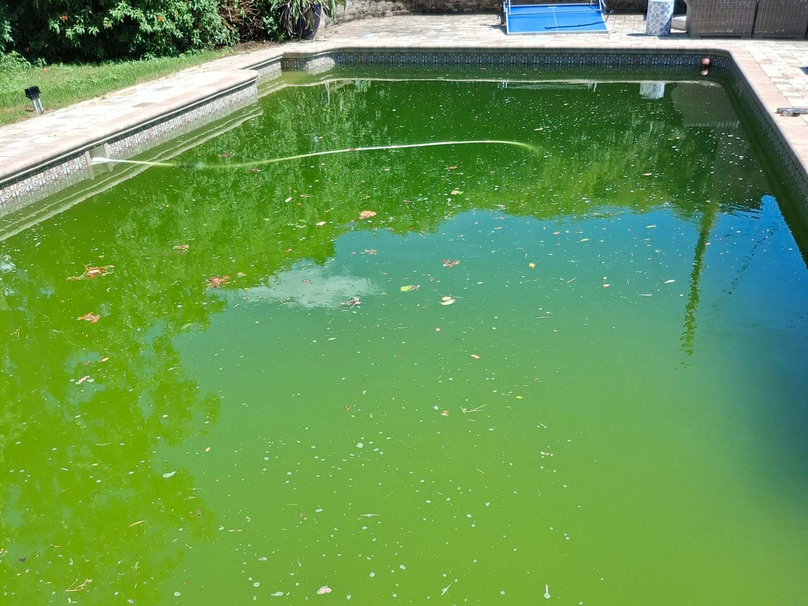 Clensing Pool BEST Pool Cleaning Service in St. Petersburg, FL | Clear Tech Pools